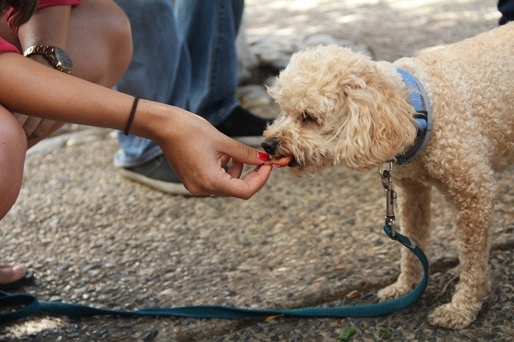 Owner-feeding-dog-treats-pixabay