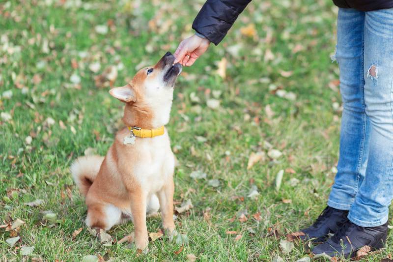 Owner is feeding the shiba inu puppy at the park