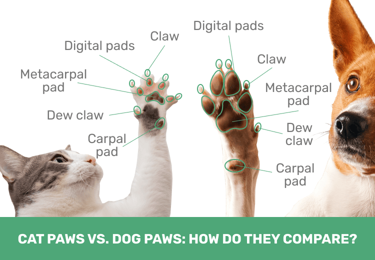 Cat Paw vs. Dog Paw: Vet-Reviewed Differences (With Pictures)