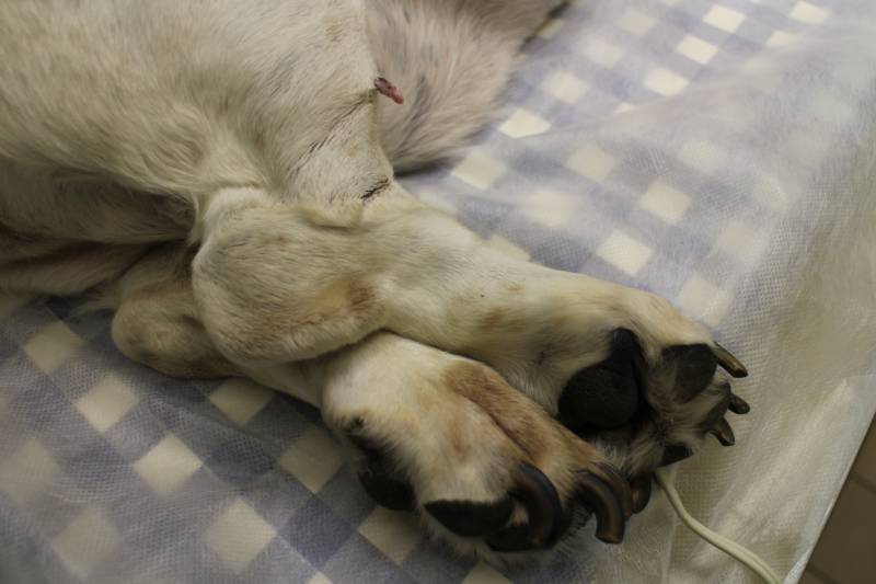 Papilloma on pelvic extremity of basset hound dog