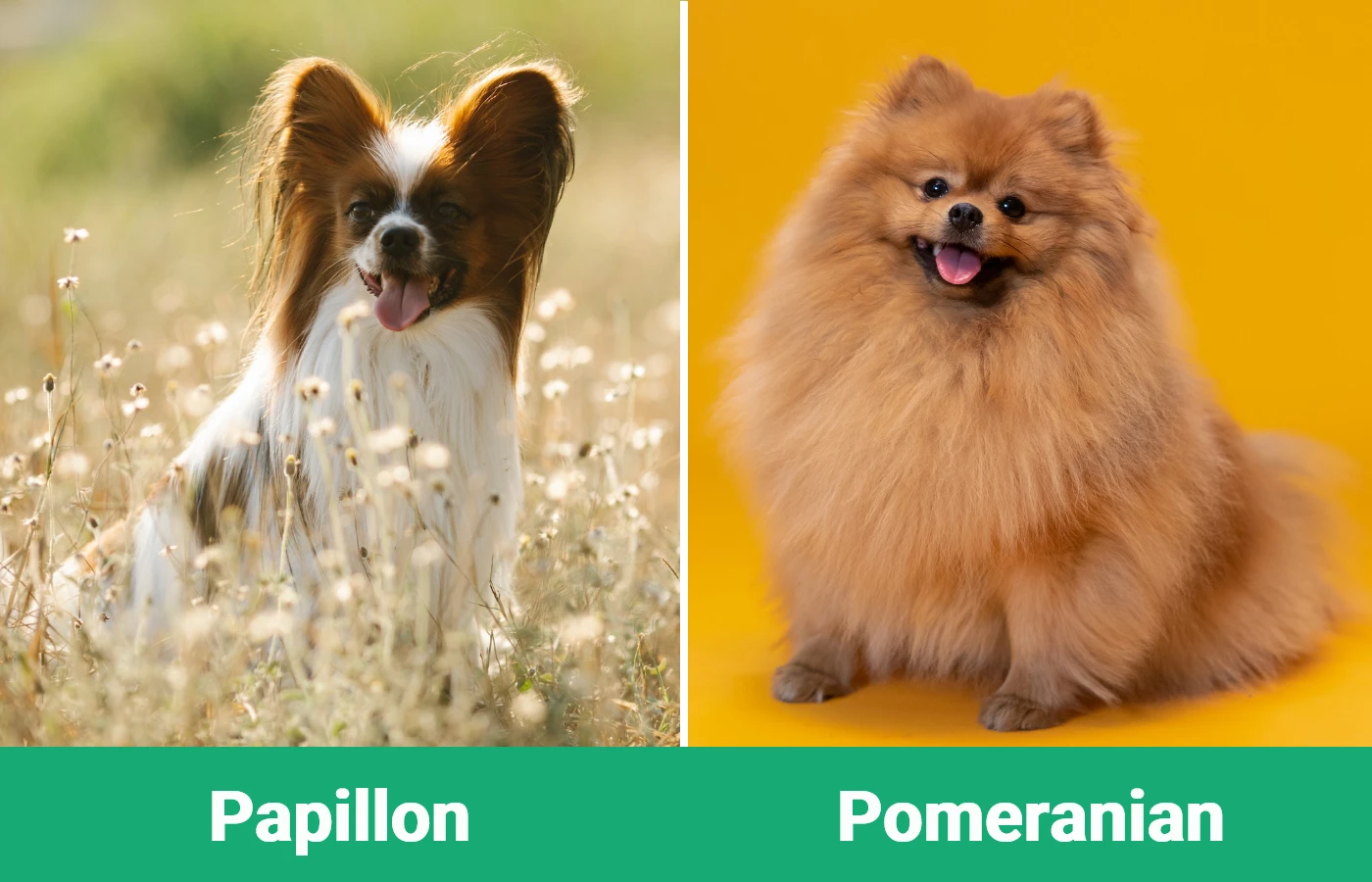 Papillon vs Pomeranian - Visual Differences