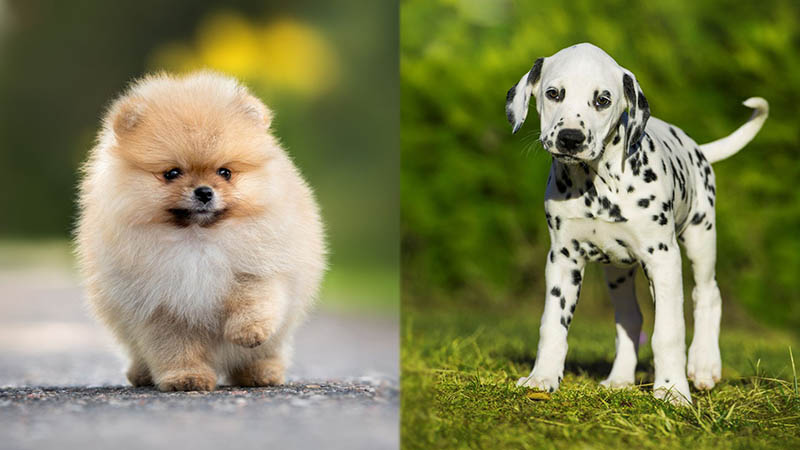 Parent Breeds of Pomeranian Dalmatian Mix (puppy version)