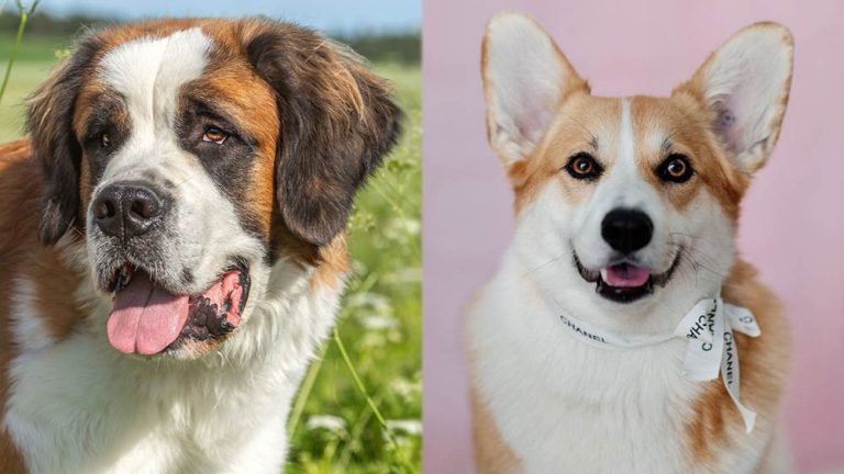 St. Bernard Corgi Mixed Dog Breed: Care, Pictures, Info & More – Dogster