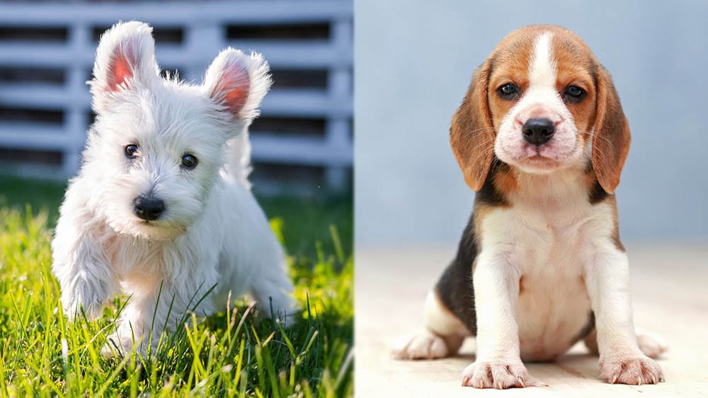 Parent Breeds of West of Argylle Terrier (puppy version)