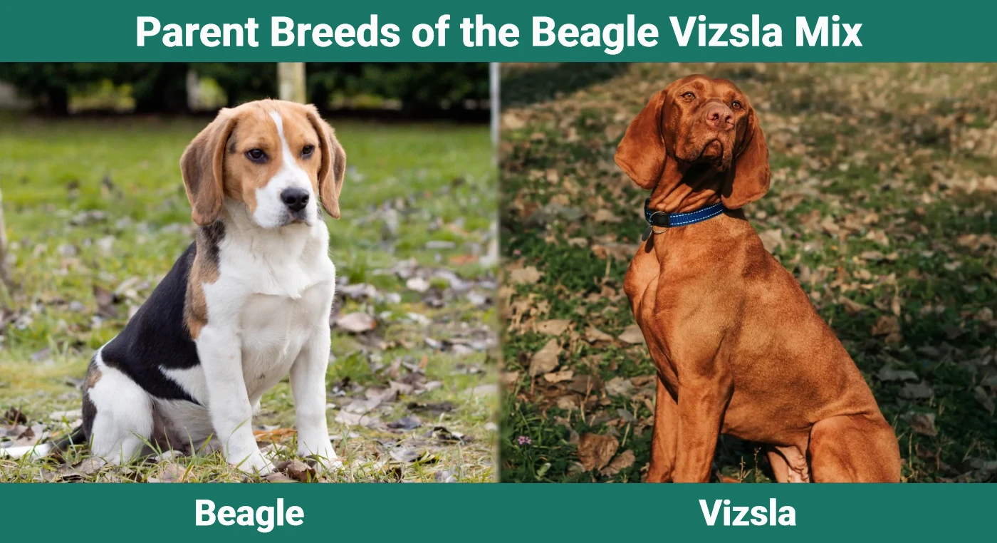 Parent breeds of Beagle Vizsla Mix