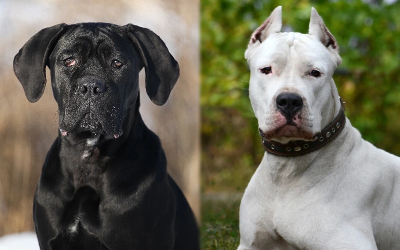 The Cane Corso Guide: History, Personality, Care, Food, and More