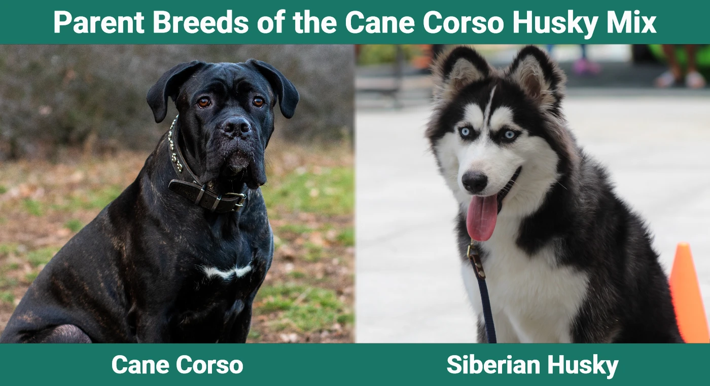 Parent breeds of Cane Corso Husky Mix