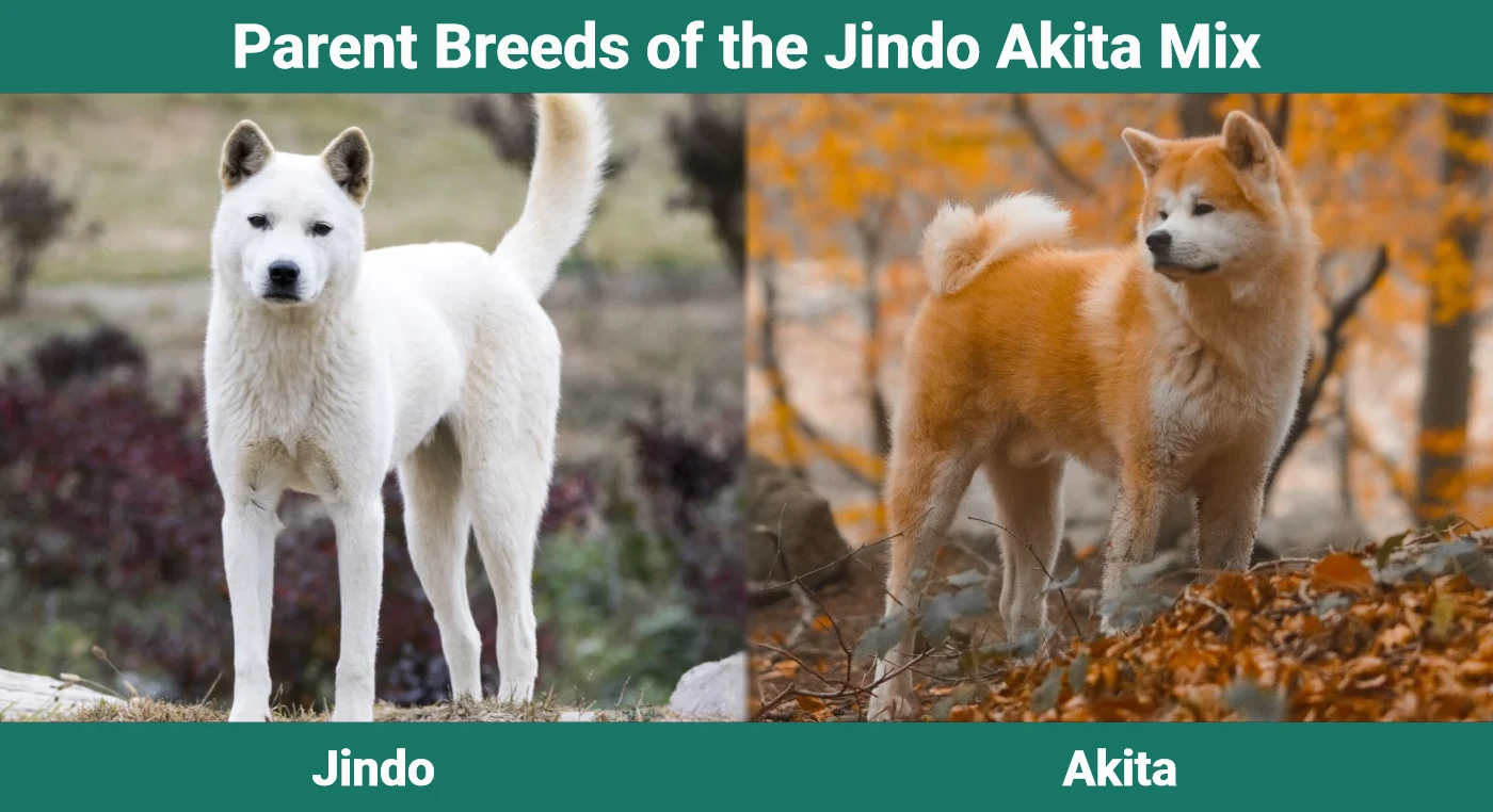 Parent breeds of Jindo Akita Mix