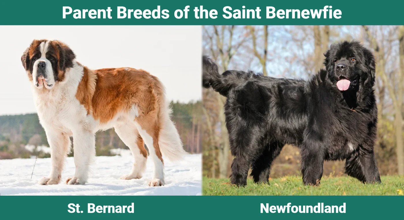 Parent breeds of Saint Bernewfie