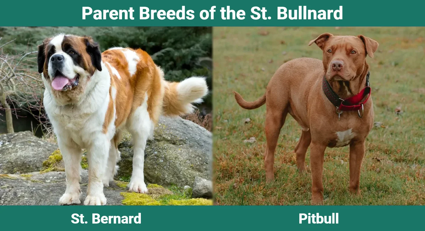 Parent breeds of St. Bullnard