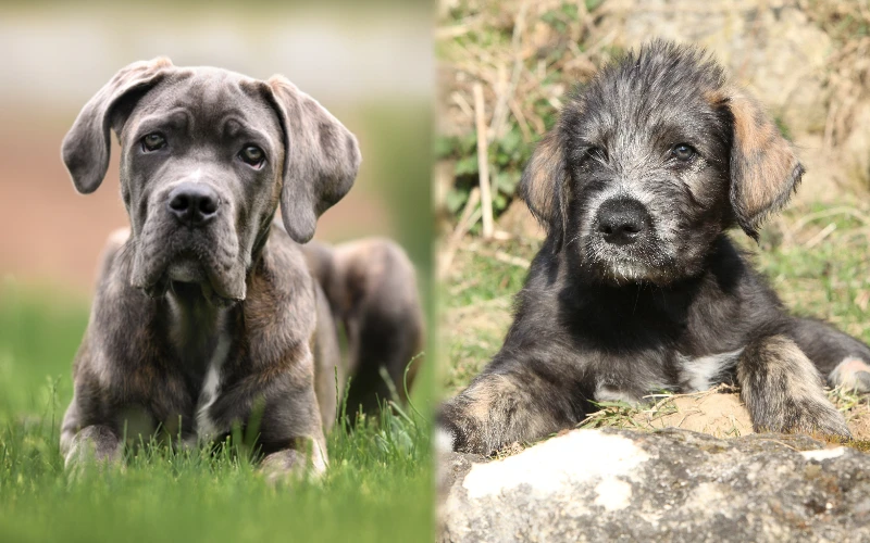 Parent breeds of puppy Cane Corso Irish Wolfhound Mix