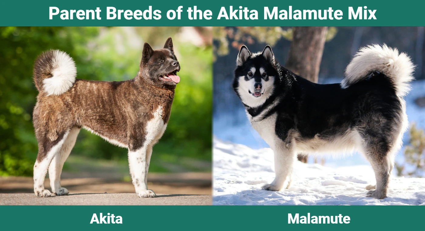 Parent breeds of the Akita Malamute Mix