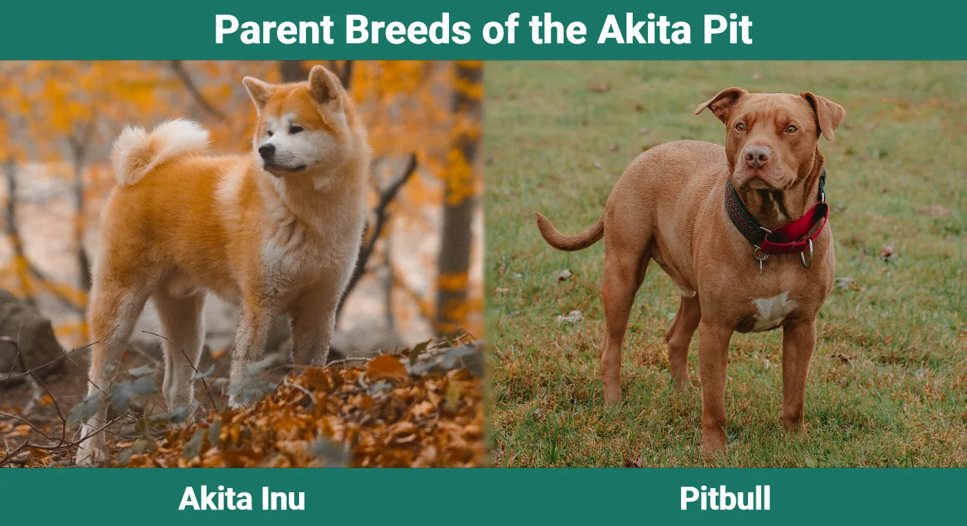 Parent breeds of the Akita Pit