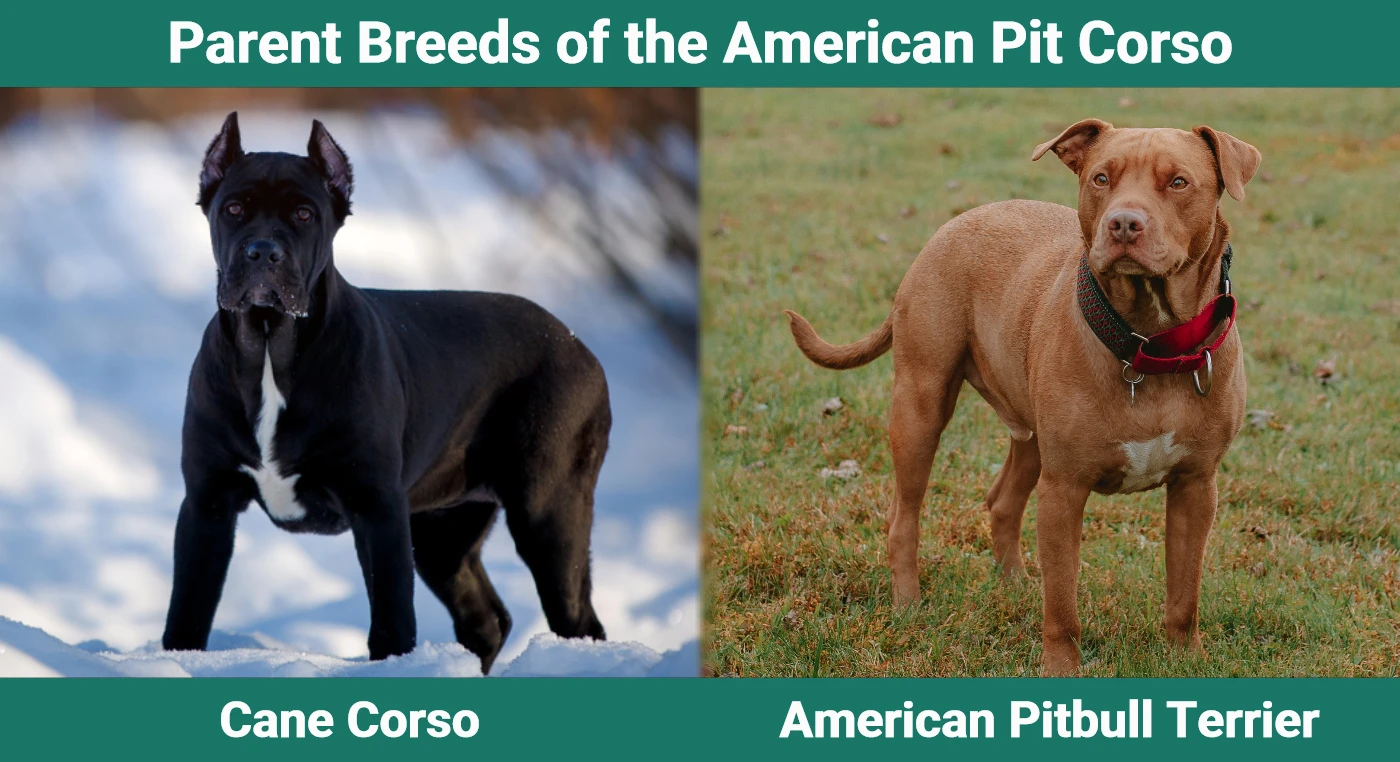 Parent breeds of the American Pit Corso