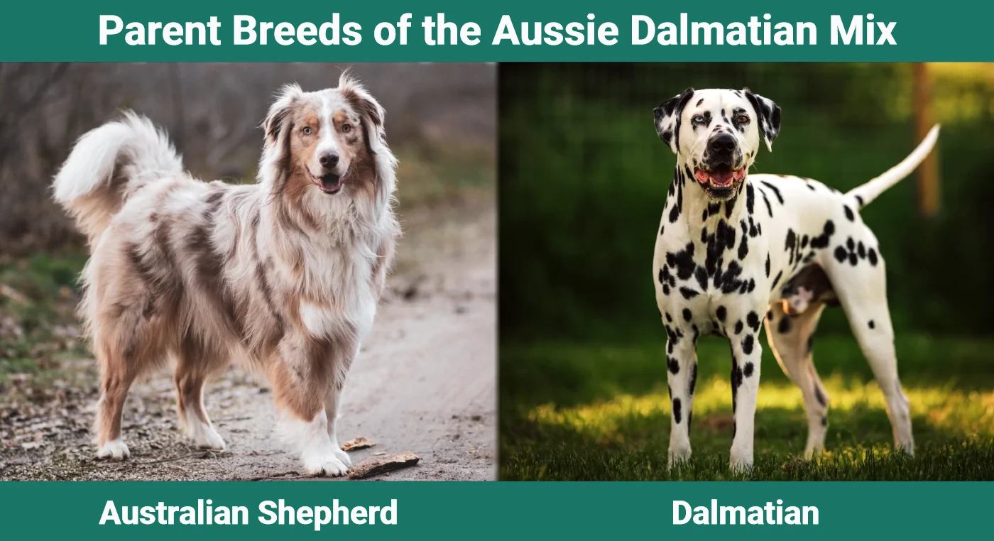 Parent breeds of the Aussie Dalmatian Mix