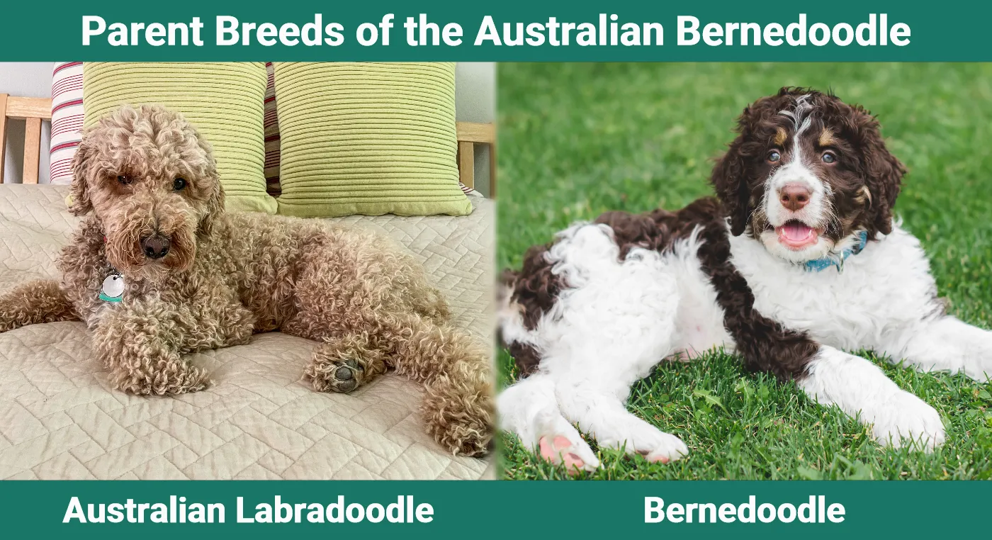 Parent breeds of the Australian Bernedoodle