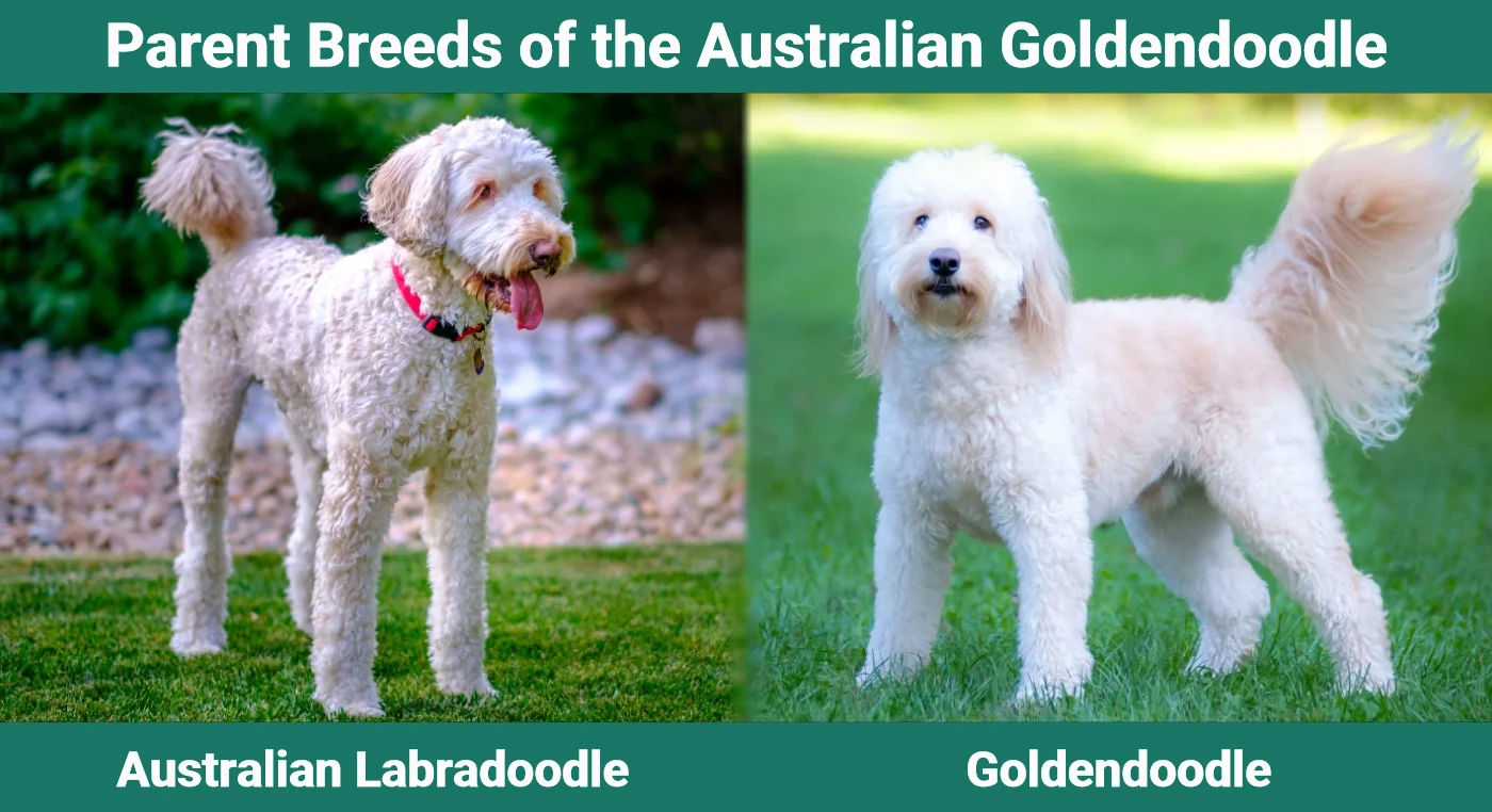 Parent breeds of the Australian Goldendoodle