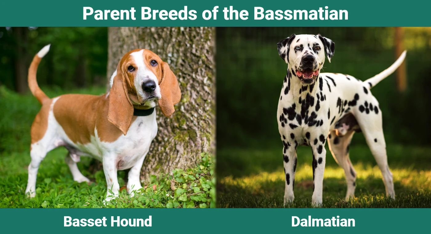 Parent breeds of the Bassmatian