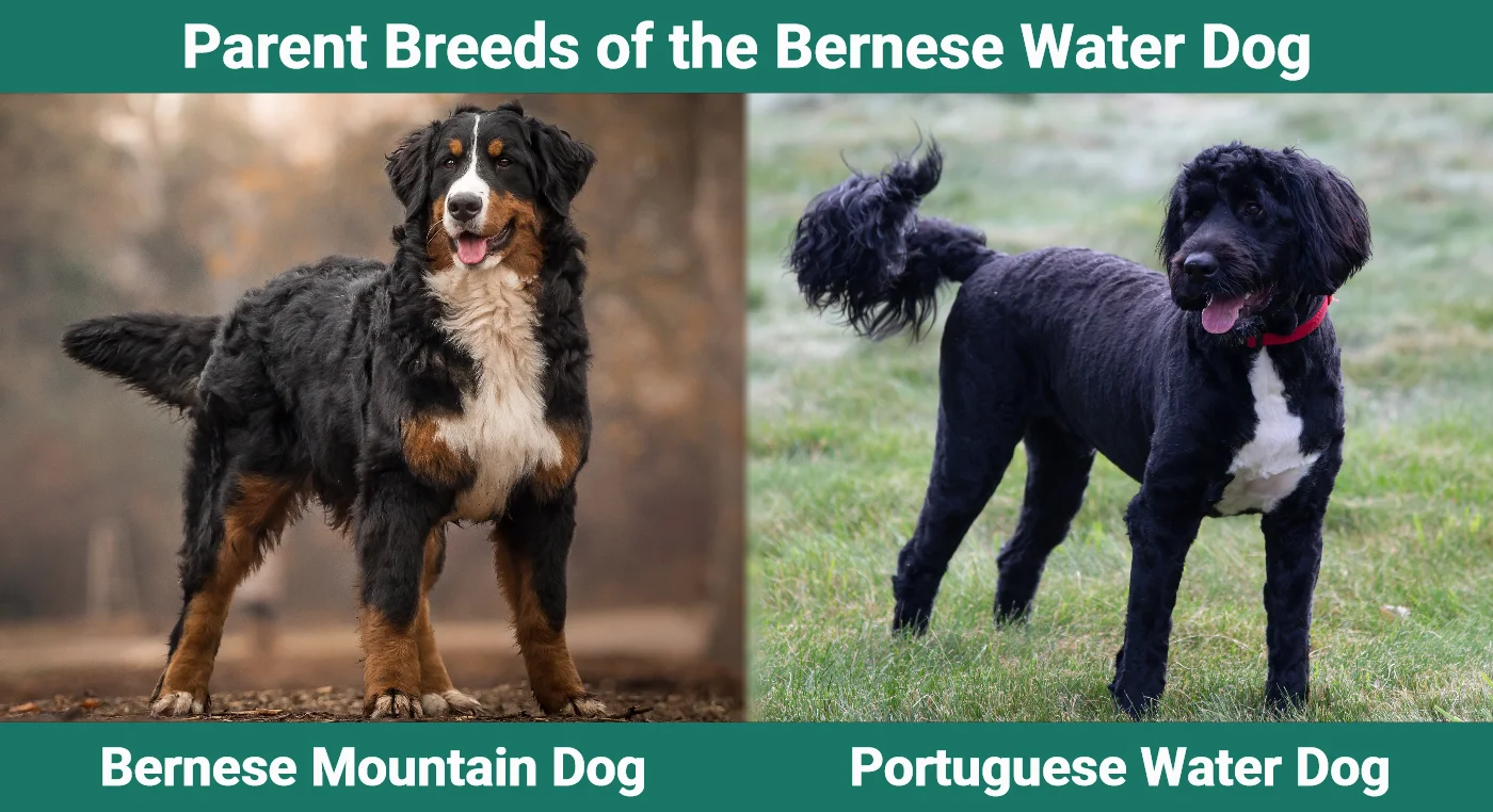 Parent breeds of the Bernese Water Dog