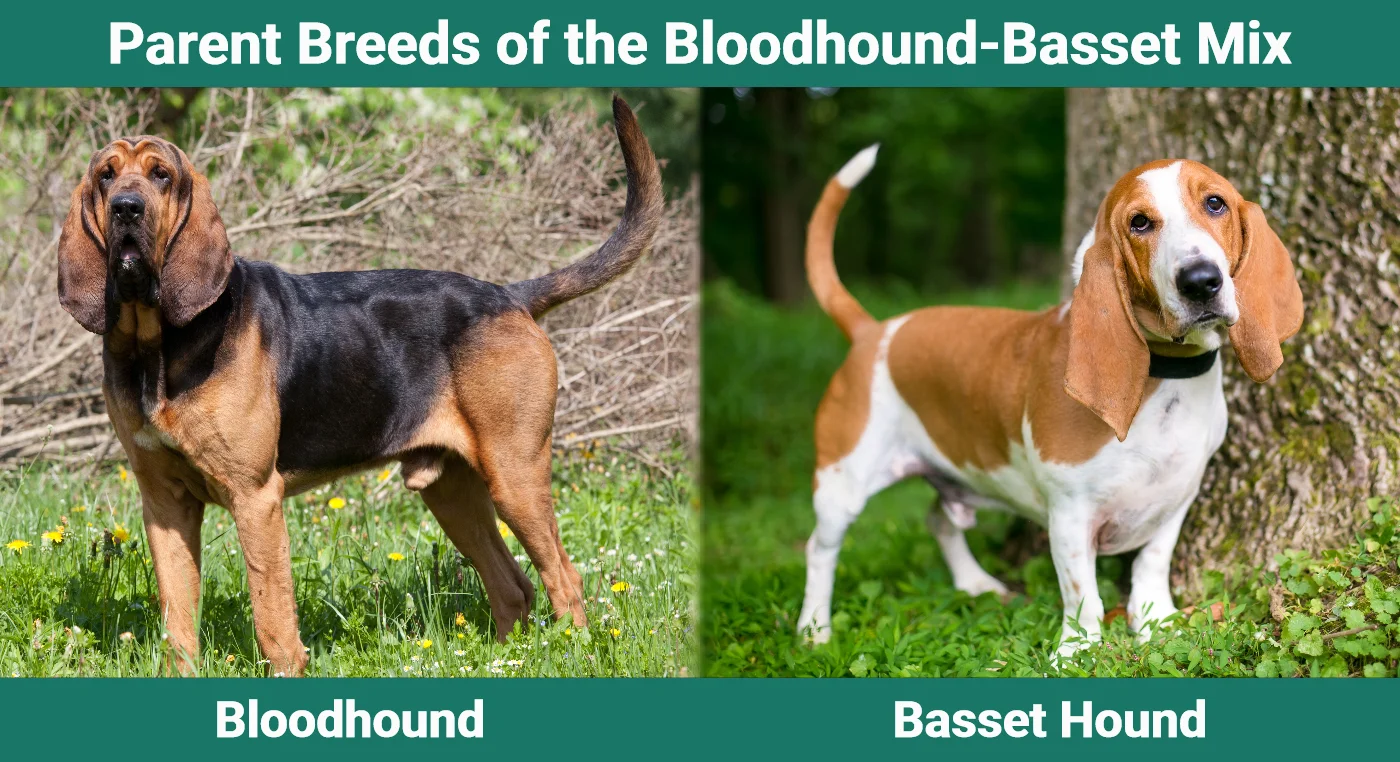 Parent breeds of the Bloodhound-Basset Mix