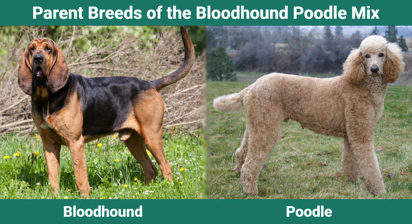 Parent breeds of the Bloodhound Poodle Mix