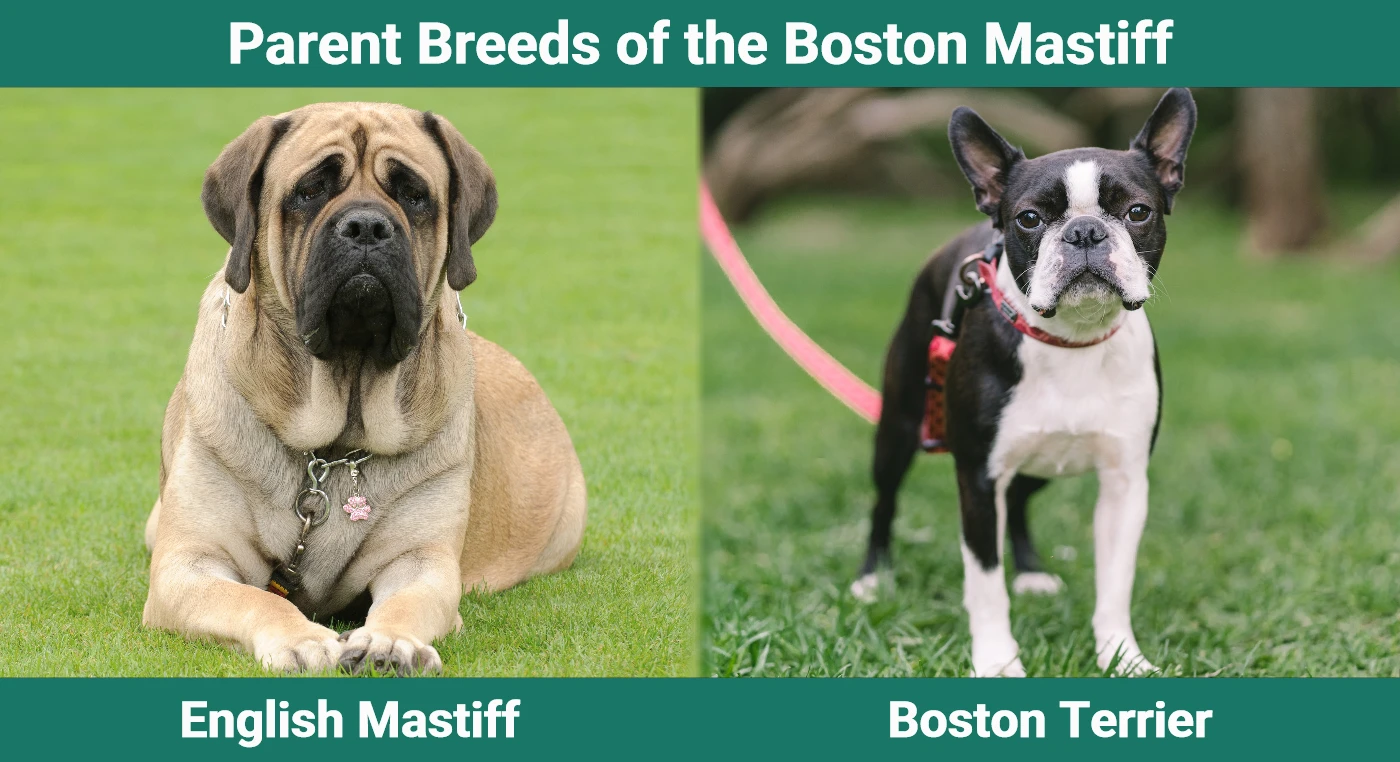 Parent breeds of the Boston Mastiff