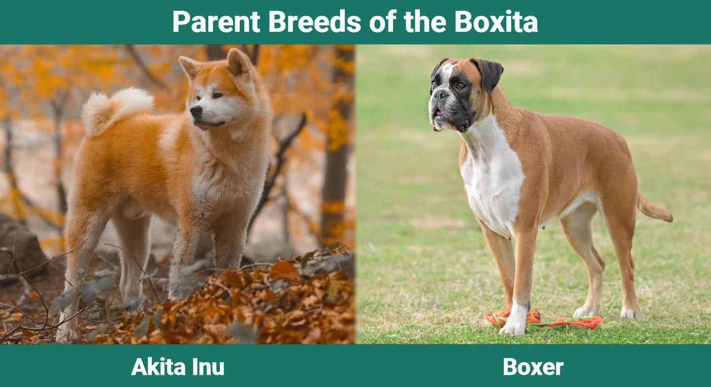 Parent breeds of the Boxita