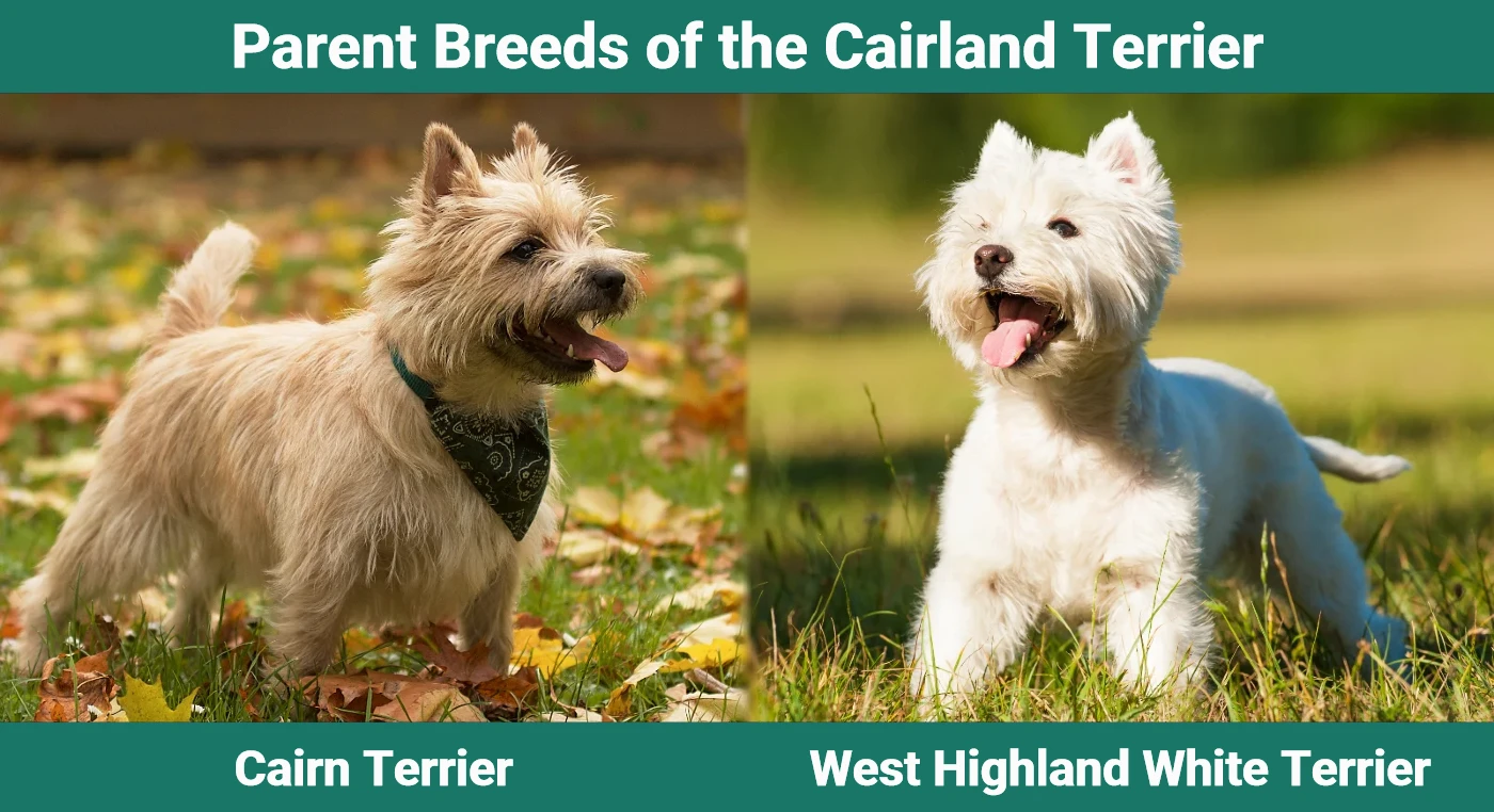 Parent breeds of the Cairland Terrier