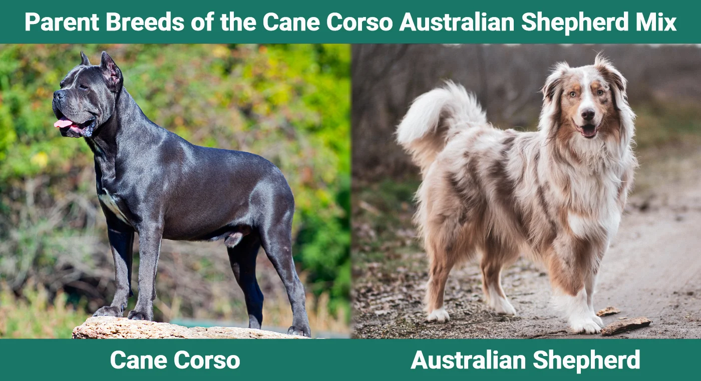 Parent breeds of the Cane Corso Australian Shepherd Mix