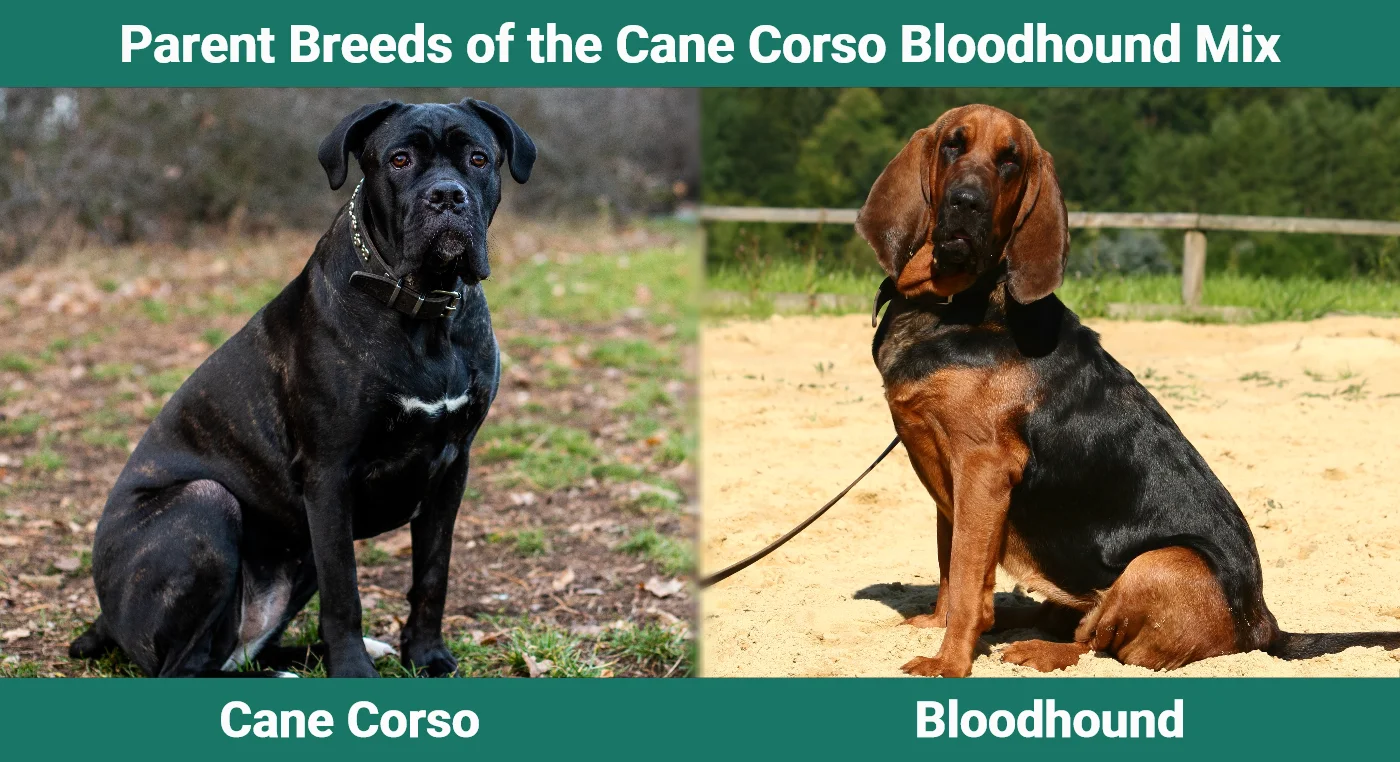 Parent breeds of the Cane Corso Bloodhound Mix