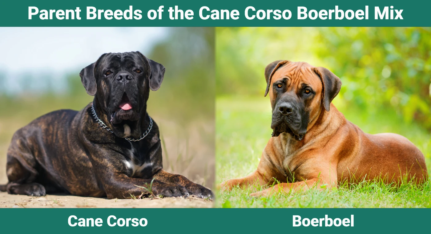 Parent breeds of the Cane Corso Boerboel Mix