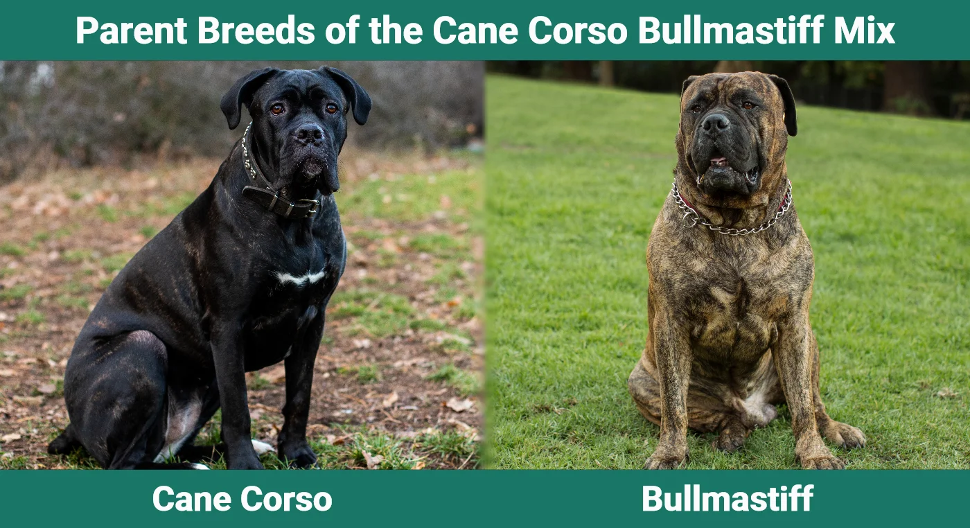 Parent breeds of the Cane Corso Bullmastiff Mix
