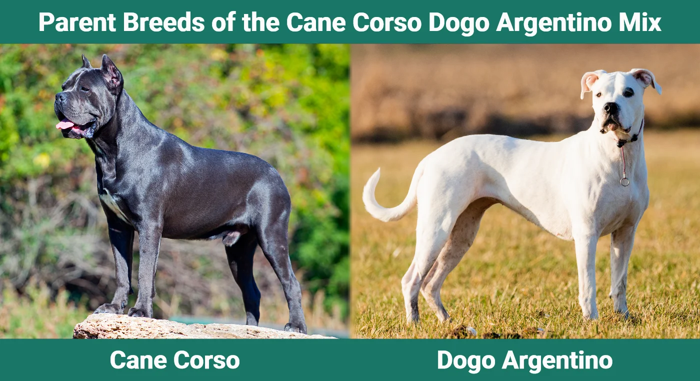 Parent breeds of the Cane Corso Dogo Argentino Mix