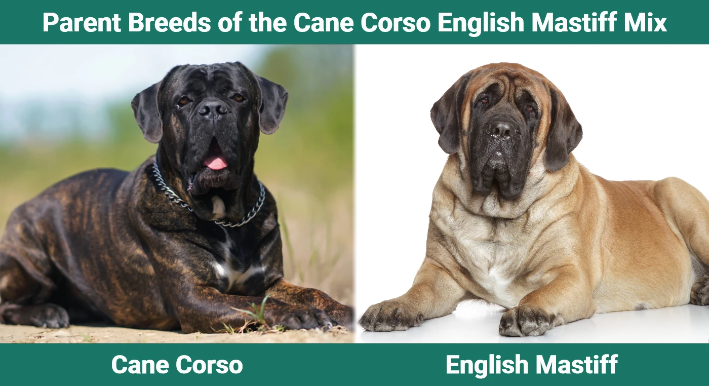 Parent breeds of the Cane Corso English Mastiff Mix