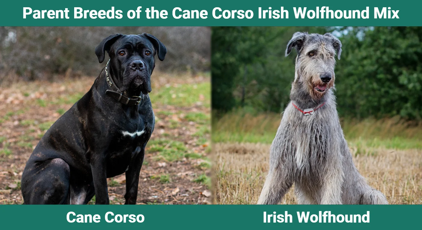 Parent breeds of the Cane Corso Irish Wolfhound Mix
