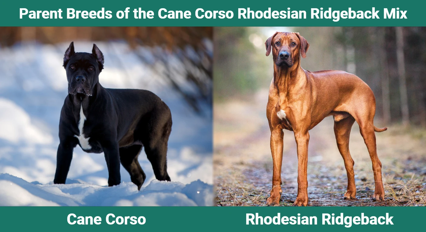 Parent breeds of the Cane Corso Rhodesian Ridgeback Mix