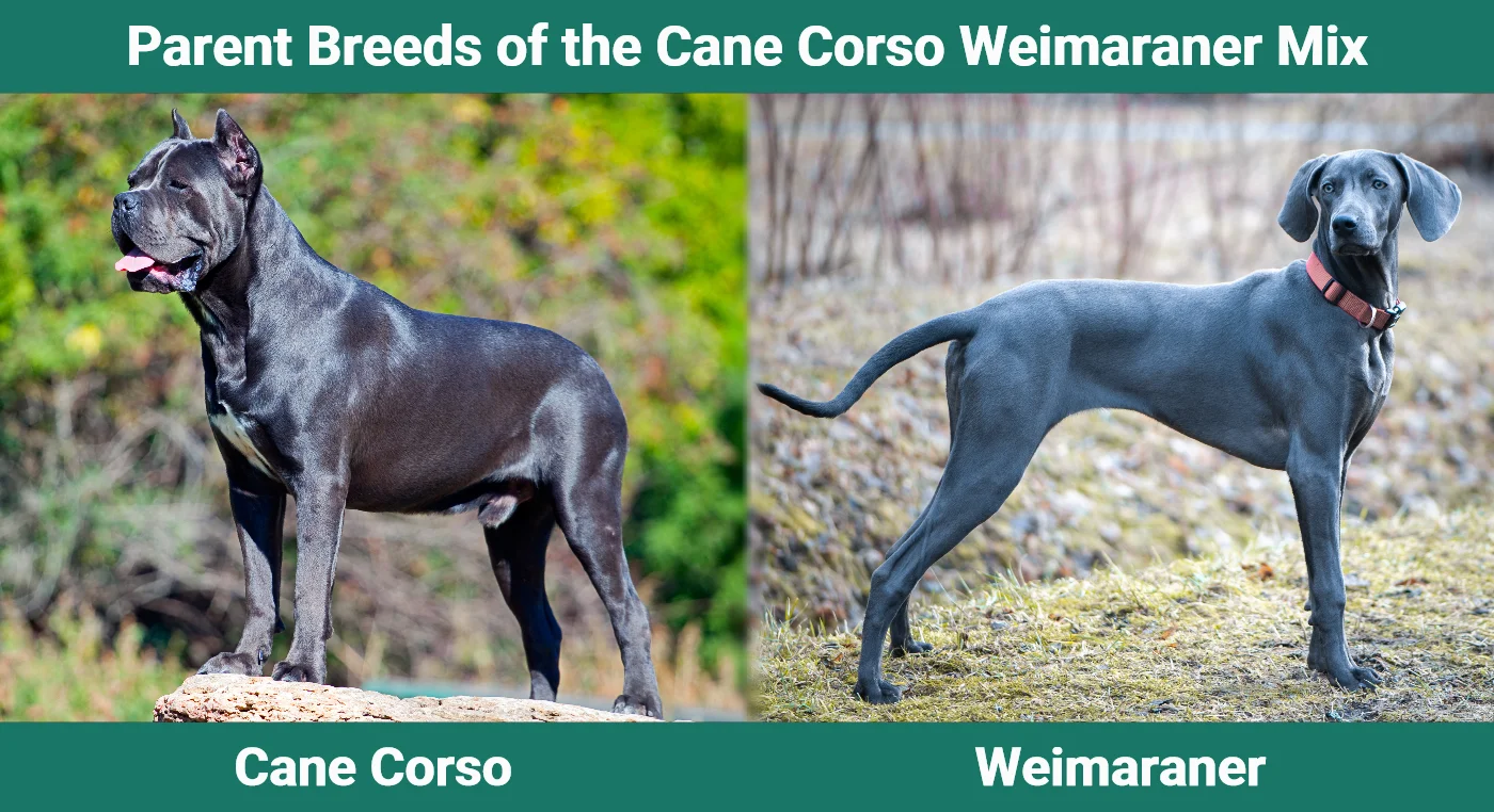 Parent breeds of the Cane Corso Weimaraner Mix