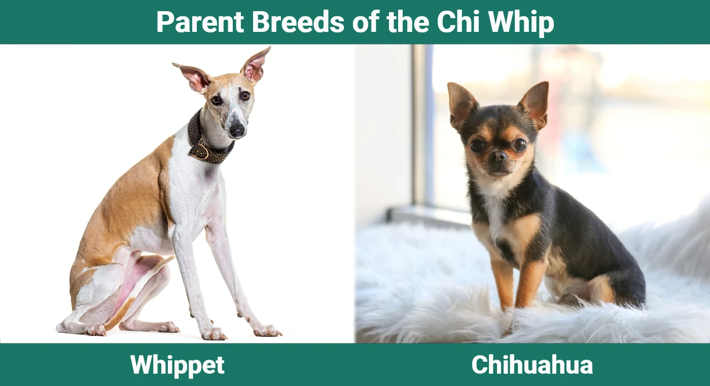 Parent breeds of the Chi Whip