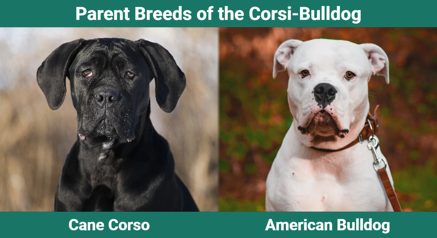 Parent breeds of the Corsi-Bulldog (Cane Corso American Bulldog Mixed Breed)