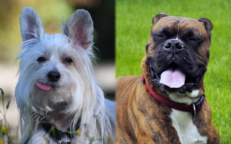 Parent breeds of the Crested Boxer (Chinese Crested x Boxer Mix)