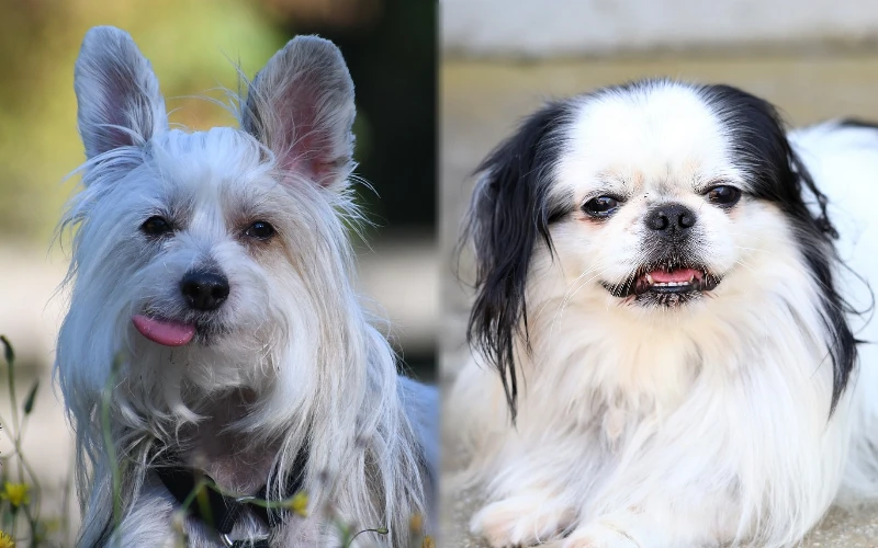 Parent breeds of the Crested Chin (Chinese Crested x Chin Mix)