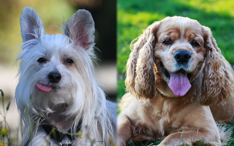 Parent breeds of the Crested Cocker (Chinese Crested x Cocker Spaniel Mix)