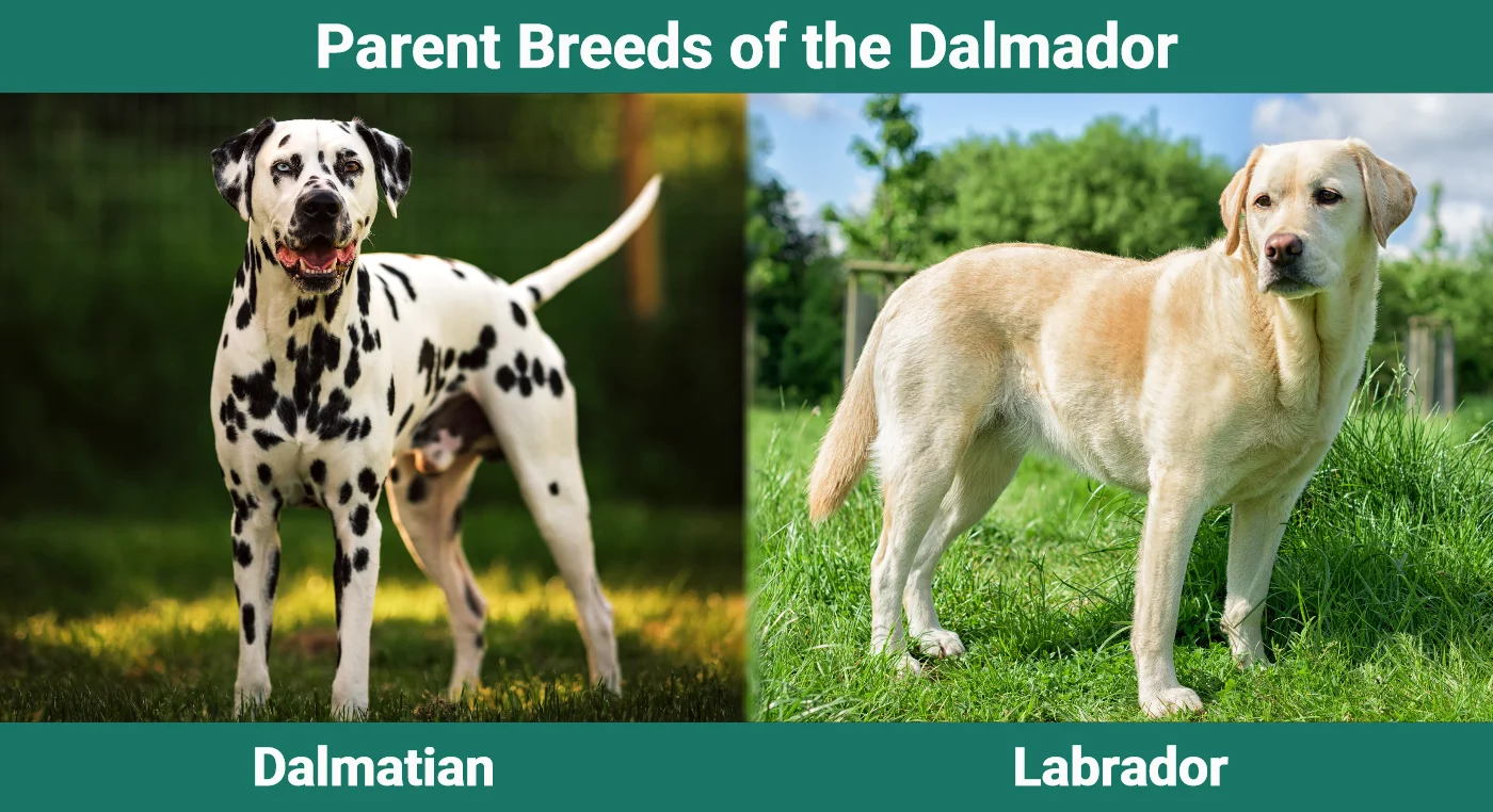 Parent breeds of the Dalmador