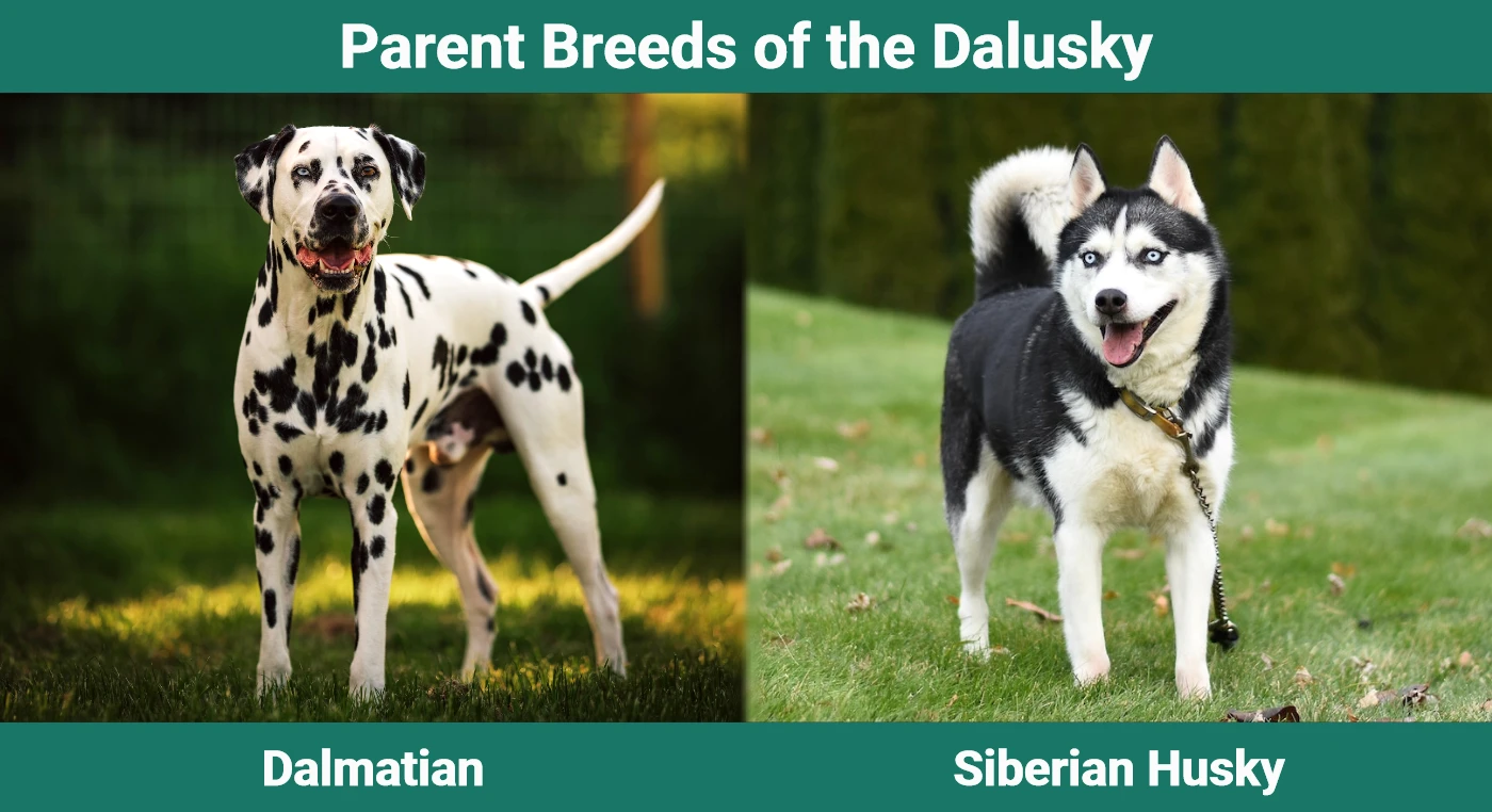 Parent breeds of the Dalusky