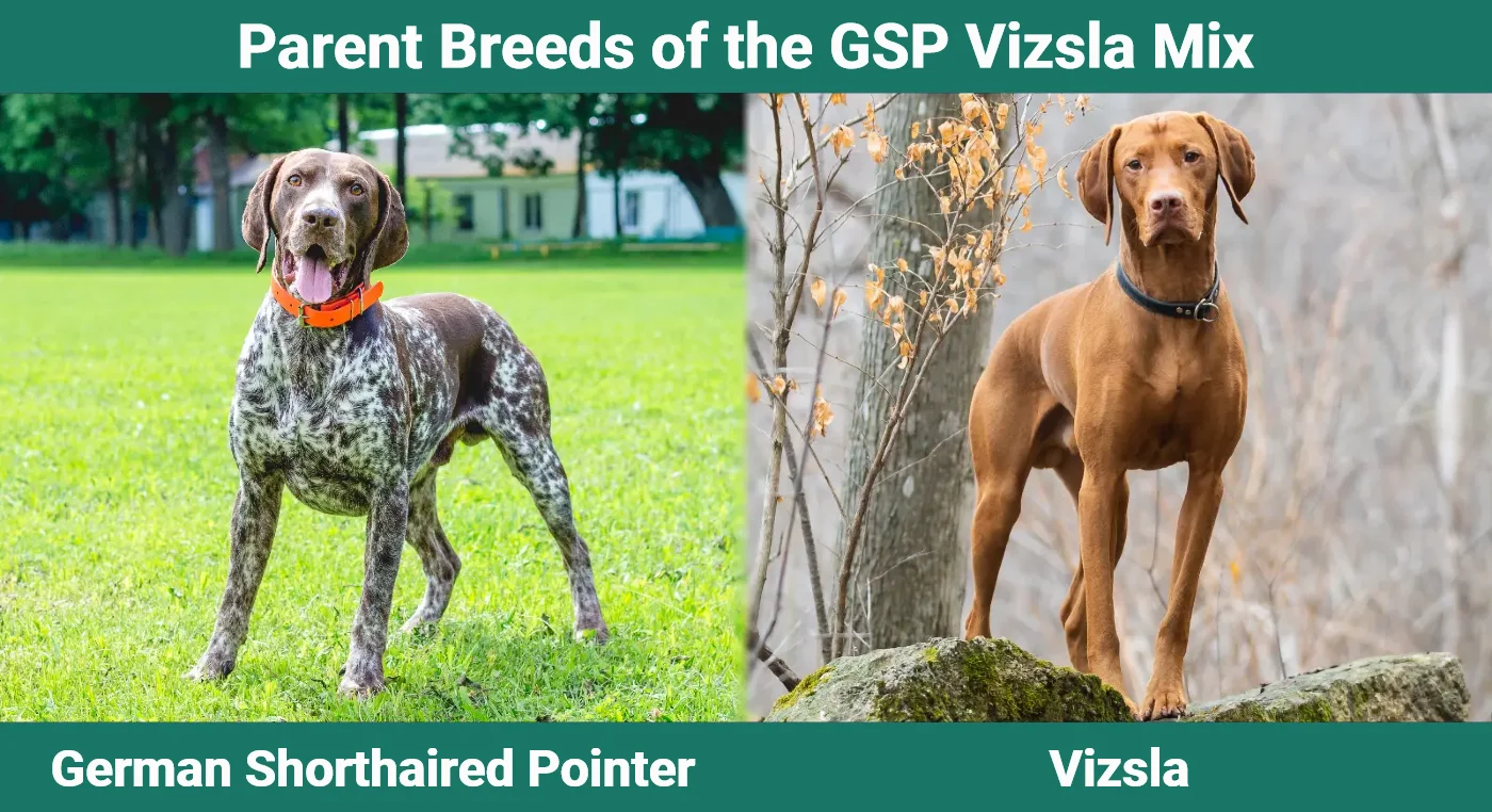 Parent breeds of the GSP Vizsla Mix