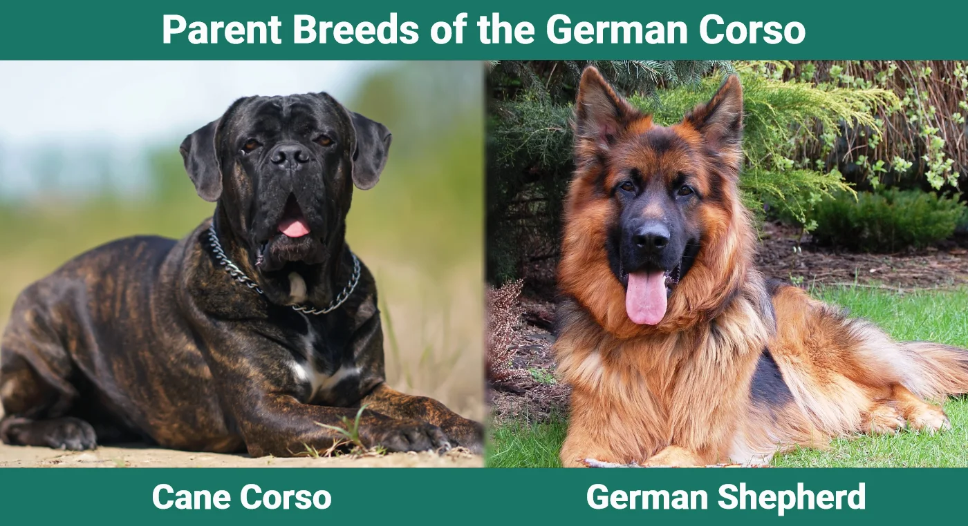 Parent breeds of the German Corso