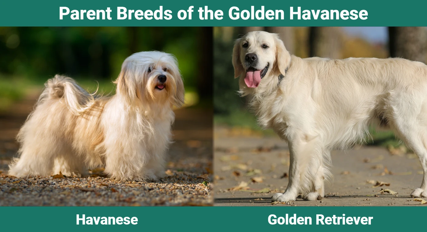 Parent breeds of the Golden Havanese