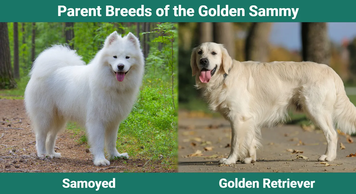Parent breeds of the Golden Sammy