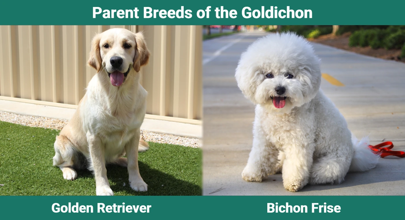 Parent breeds of the Goldichon