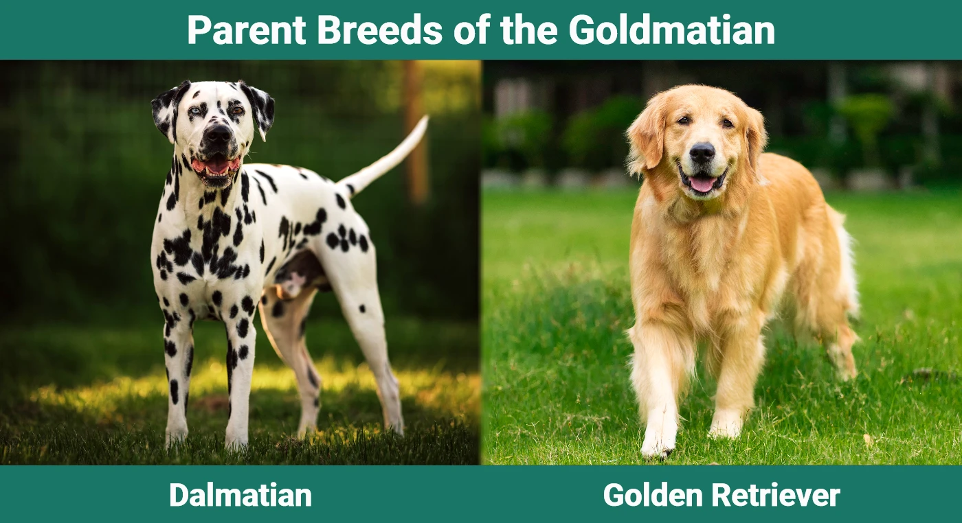 Parent breeds of the Goldmatian (Dalmatian Golden Retriever Mix)